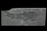 Devonian Lobed-Fin Fish (Osteolepis) pos/neg - Scotland #98051-4